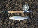 Trout caught at Tiffindell