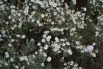 Beautiful flowers