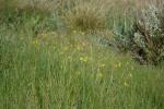 The green grass at Tiffindell