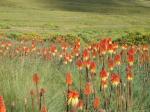 Beautiful Kniphofia Sarmentosa plants