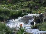 Flowing water at Tiffindell